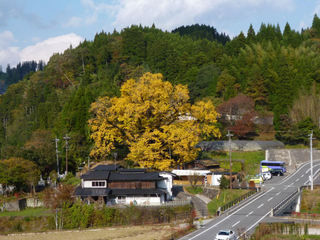 銀杏のある風景